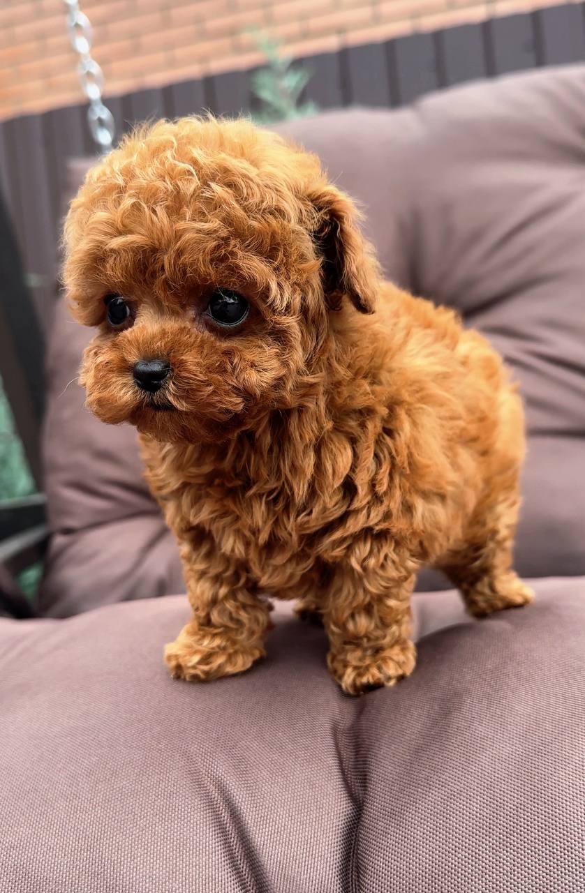 Puppy 7